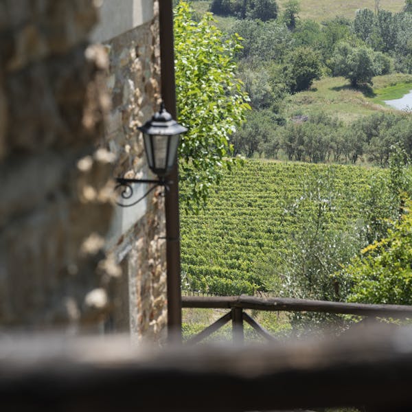 Vigneto toscano