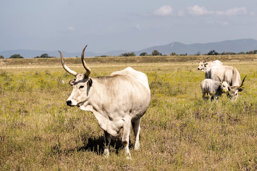 mucca maremmana