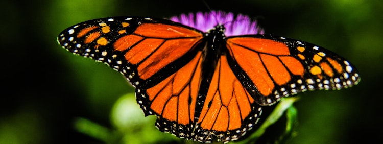 shallow focus orange and black butterfly