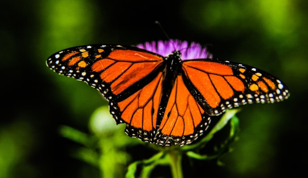 shallow focus orange and black butterfly