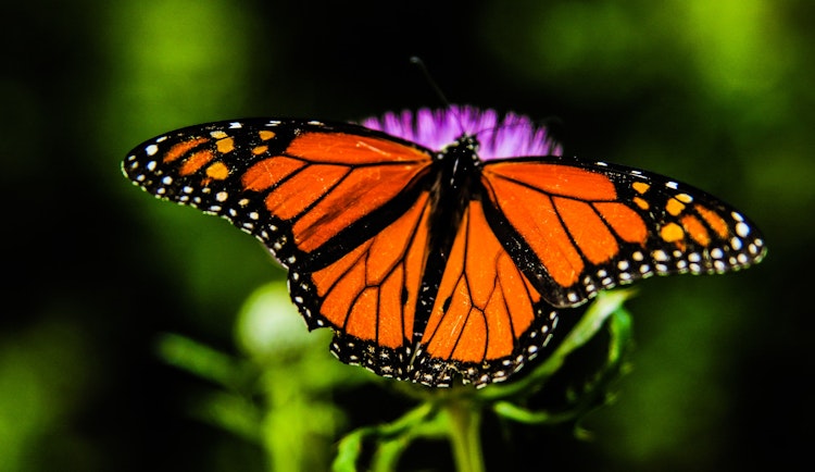 shallow focus orange and black butterfly