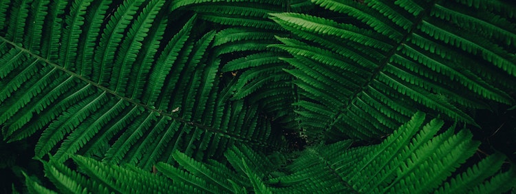 green leaves
