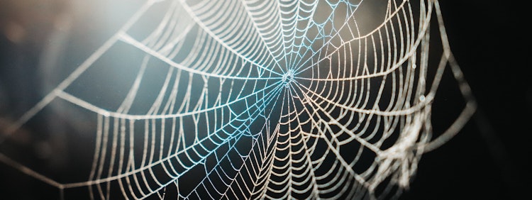 spider web in close up photography