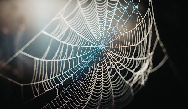 spider web in close up photography