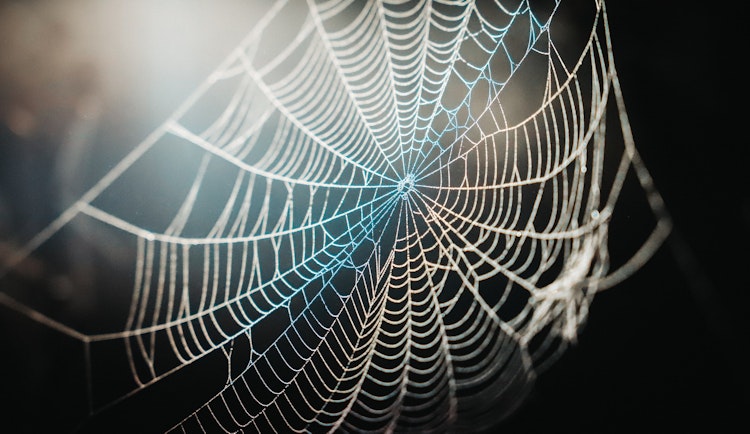 spider web in close up photography