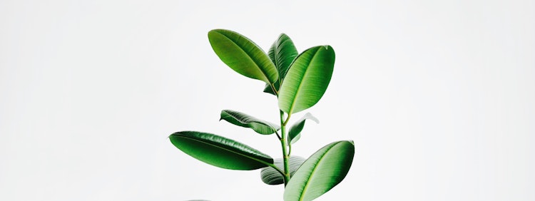 green leaf plant