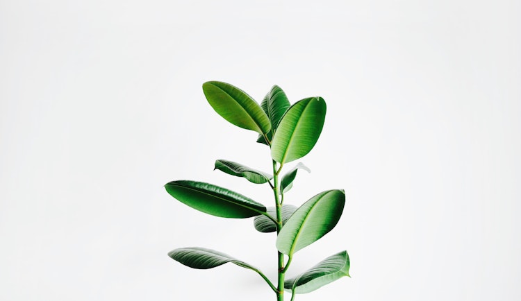 green leaf plant