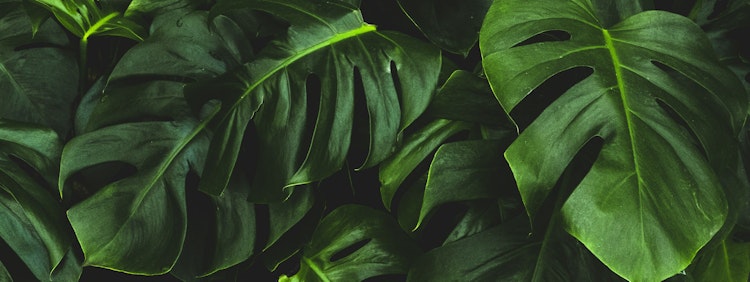 green-leafed plant