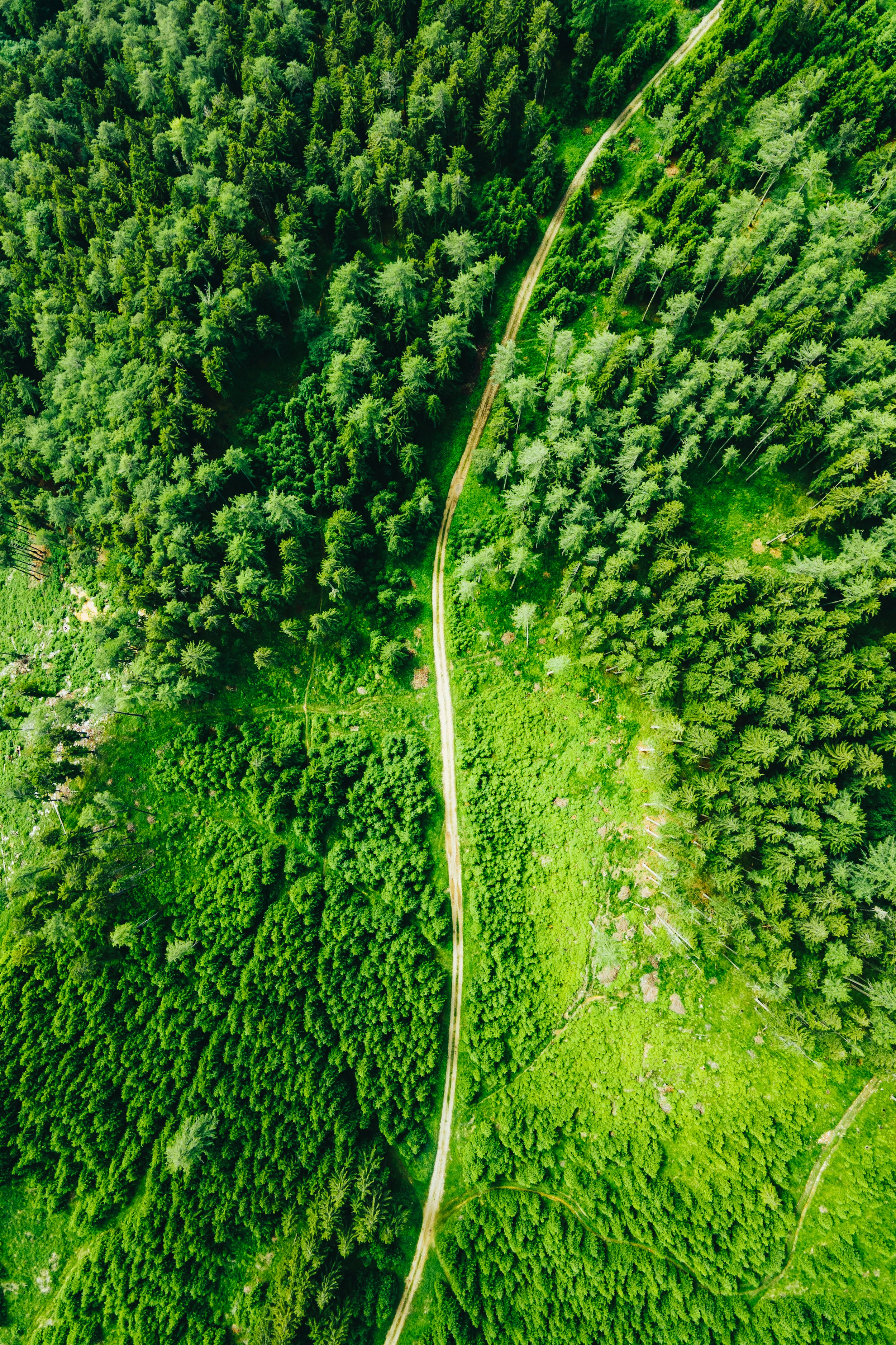 aerial view of green trees