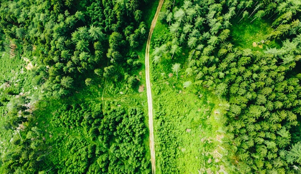 aerial view of green trees