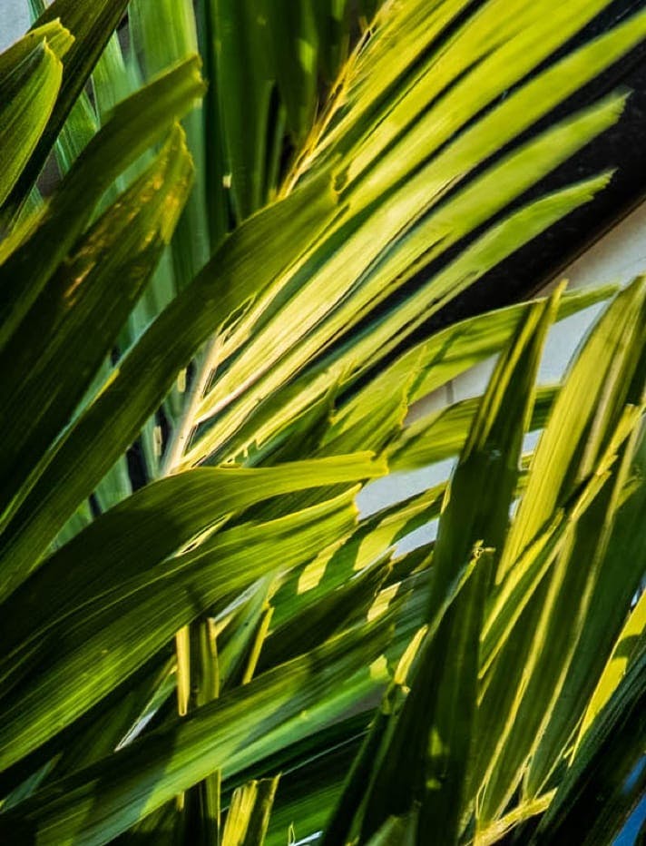 Green leaves