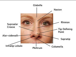 facial features anatomy