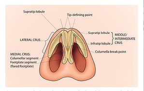 nasal anatomy