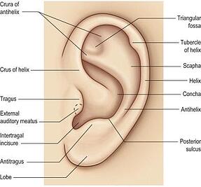 Otoplasty blog diagram