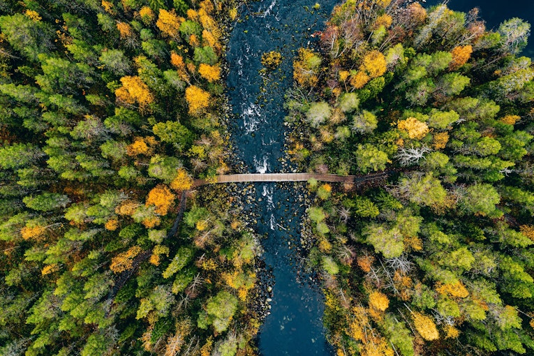 Forest background image