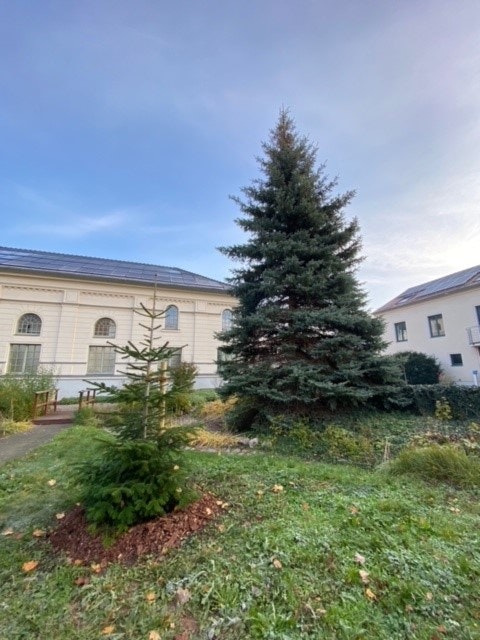 Zwei Tannenbäume stehen auf einem grasbewachsenen Hof, umgeben von weißen Gebäuden, mit einem bewölkten Himmel im Hintergrund.
