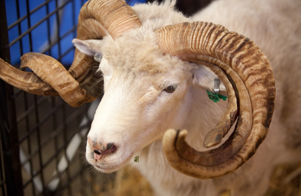 Animals of the World