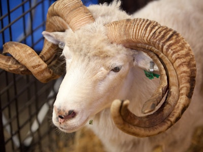 Animals of the World