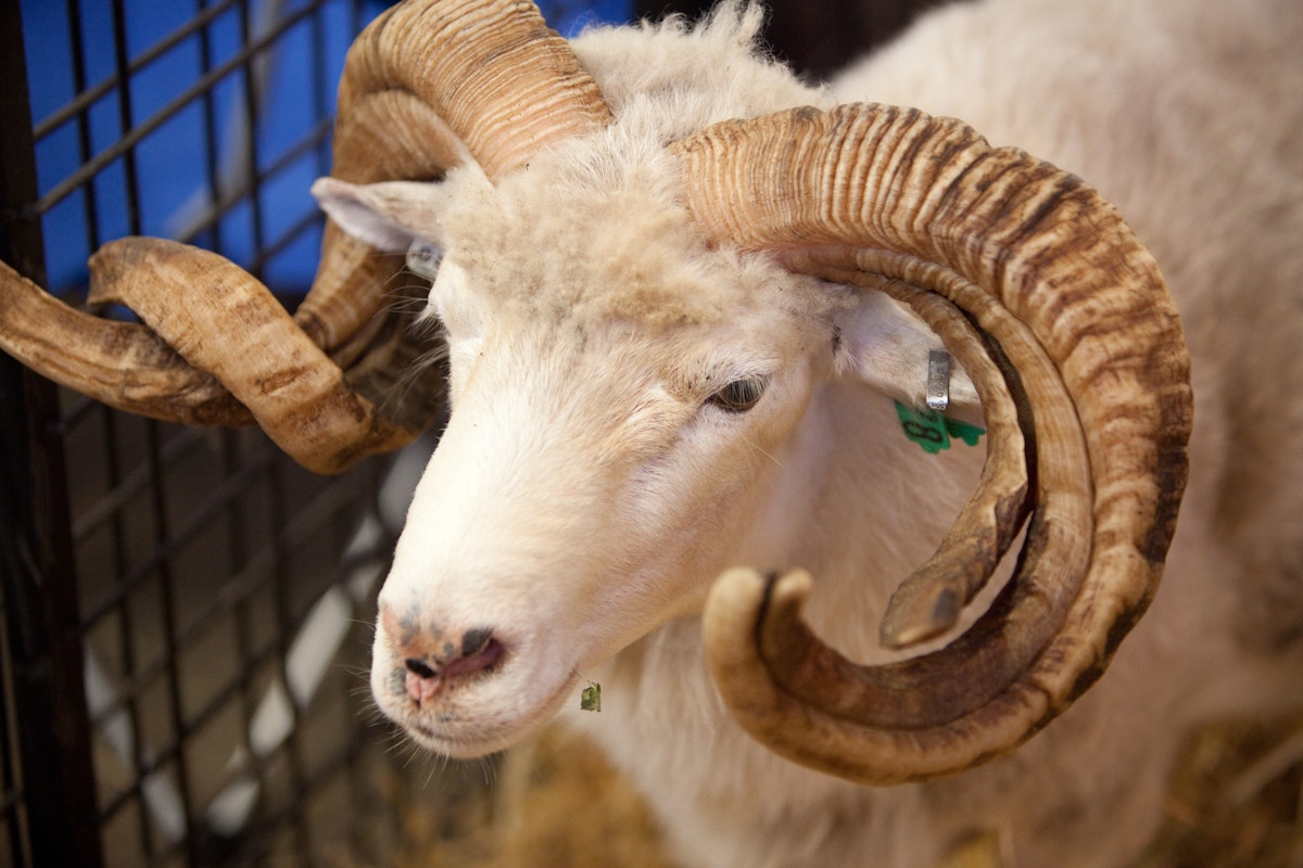 Animals of the World Exhibit
