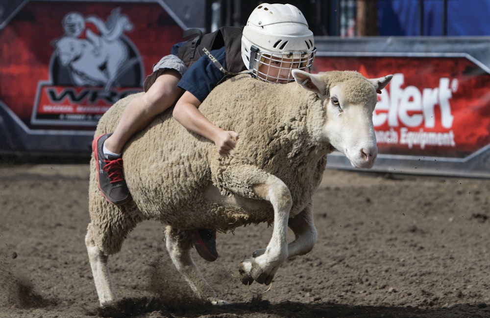 Wool Riders Only - Mutton Busting