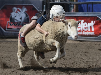 Wool Riders Only - Mutton Busting