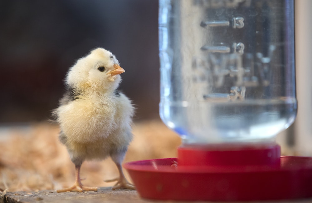 The Lents Fair Chicken Beauty Contest 2018