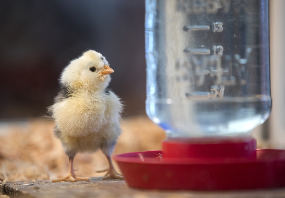 The Lents Fair Chicken Beauty Contest 2018