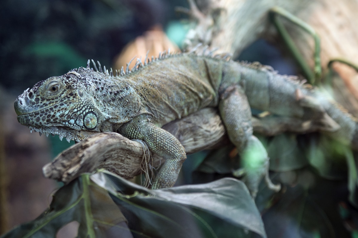 Pacific Northwest Reptile & Exotic Animal Show - July 11-12, 2020