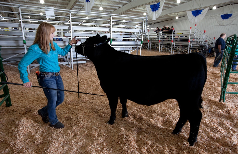 Shows Of All Kinds & Sizes