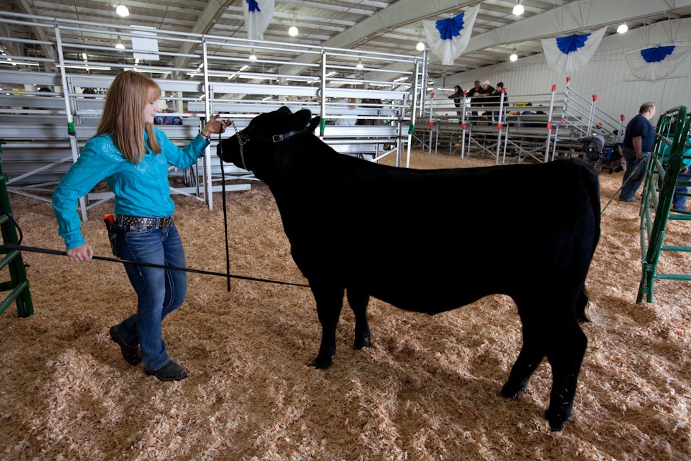 Shows Of All Kinds & Sizes