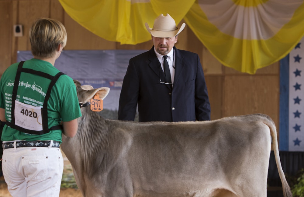 Dairy Cattle Shows