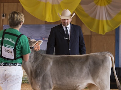 Dairy Cattle Show