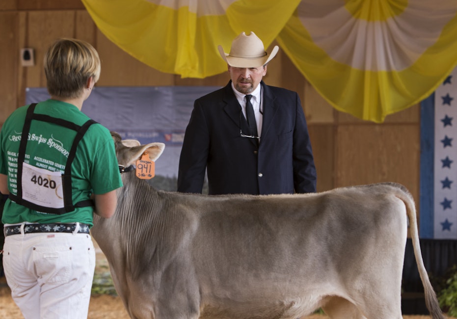 Dairy Cattle Shows