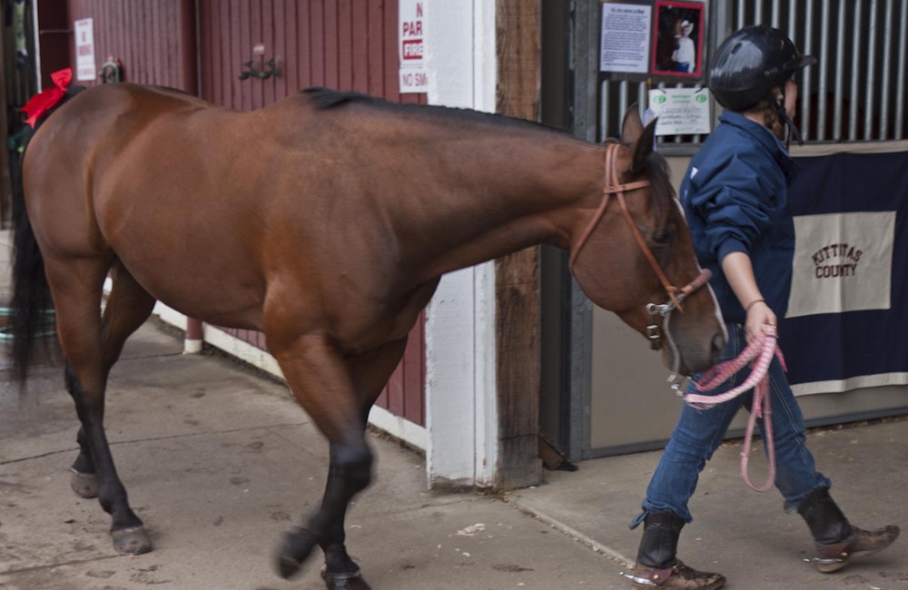 Barns B & C - 4-H Horses