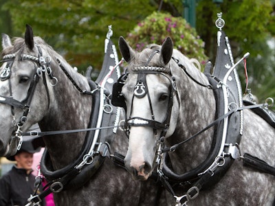 Draft Horse Driving Demonstrations