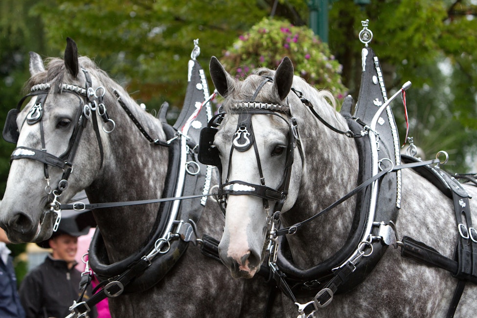 Draft Horse Driving Demonstrations