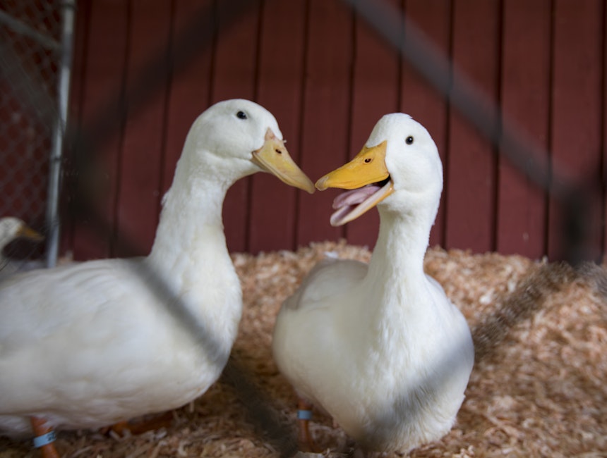 Barn A - Poultry, Pigeons & Rabbits