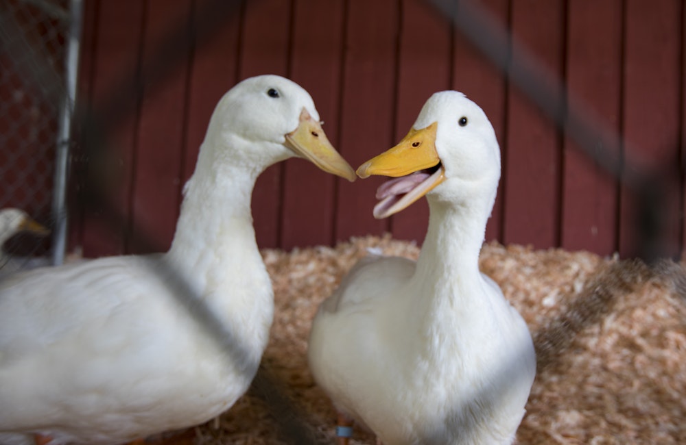 Barn A - Poultry, Pigeons & Rabbits