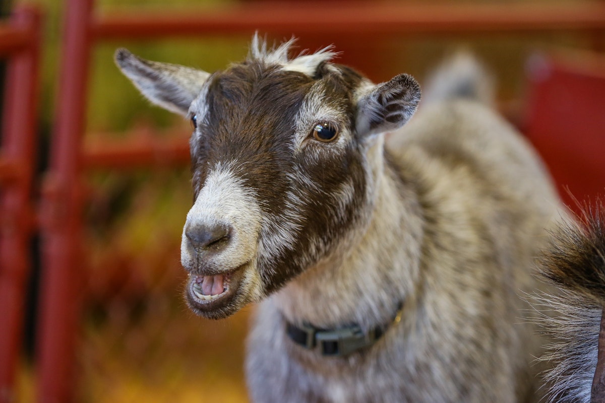 Pygmy Goats Animals