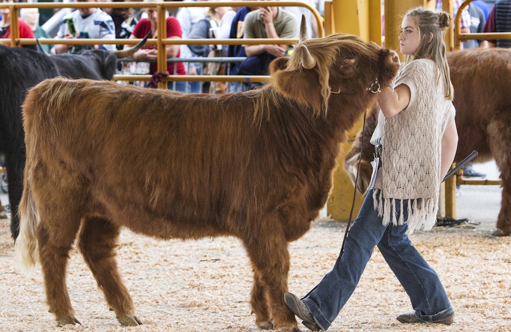 Arena P - Large Show Arena