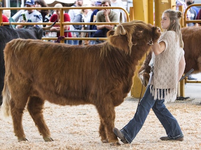 Beef Cattle Show