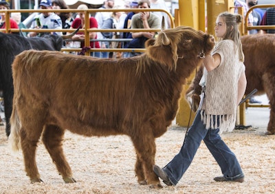 Beef Cattle Show