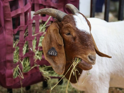 Boer Goats