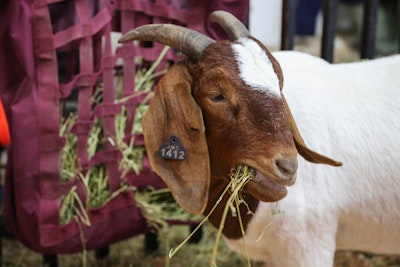 Boer Goats
