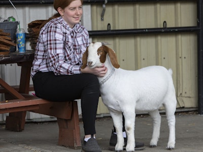 Boer Goats Show