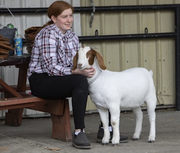 Boer Goats Show