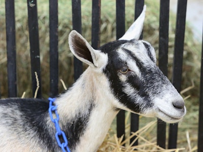Dairy Goats Show
