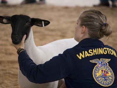 FFA Showcase Sheep Show