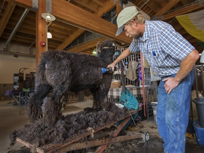 Open Class Sheep & Fiber