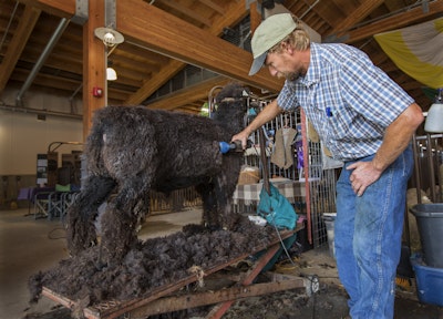 Open Class Sheep & Fiber